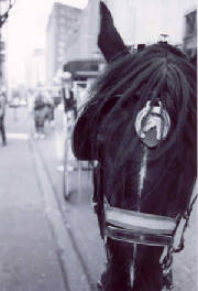 carriagehorse.jpg